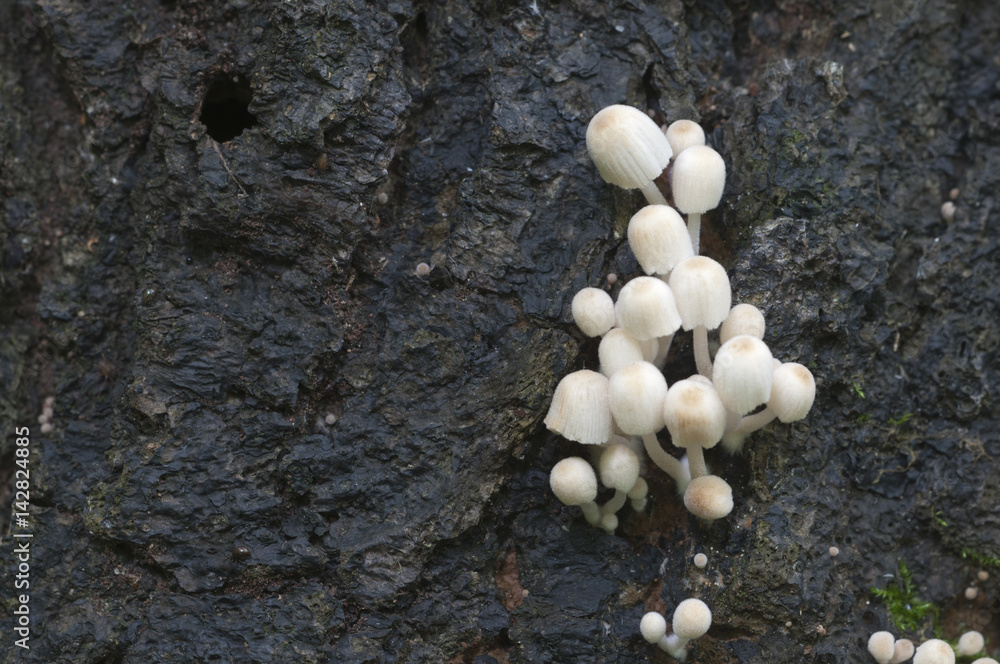 Mushrooms (Coprinus disseminatus) on a stump Mushrooms (Coprinus disseminatus) on a stump