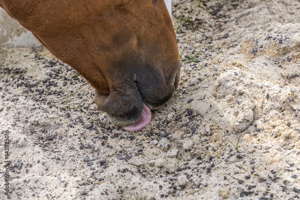 Obraz premium head of horses licking sand and minerals