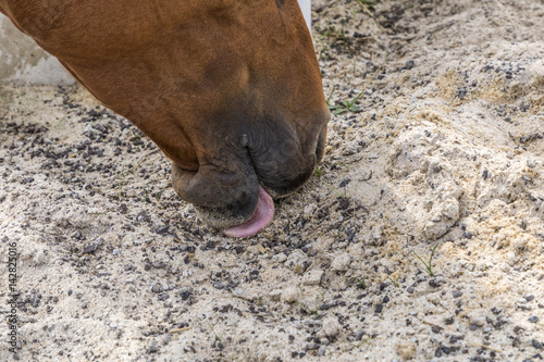 Fototapeta Naklejka Na Ścianę i Meble -  head of horses licking sand and minerals