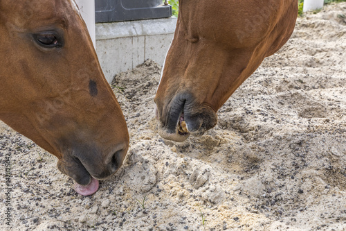 Fototapeta Naklejka Na Ścianę i Meble -  head of horses licking sand and minerals