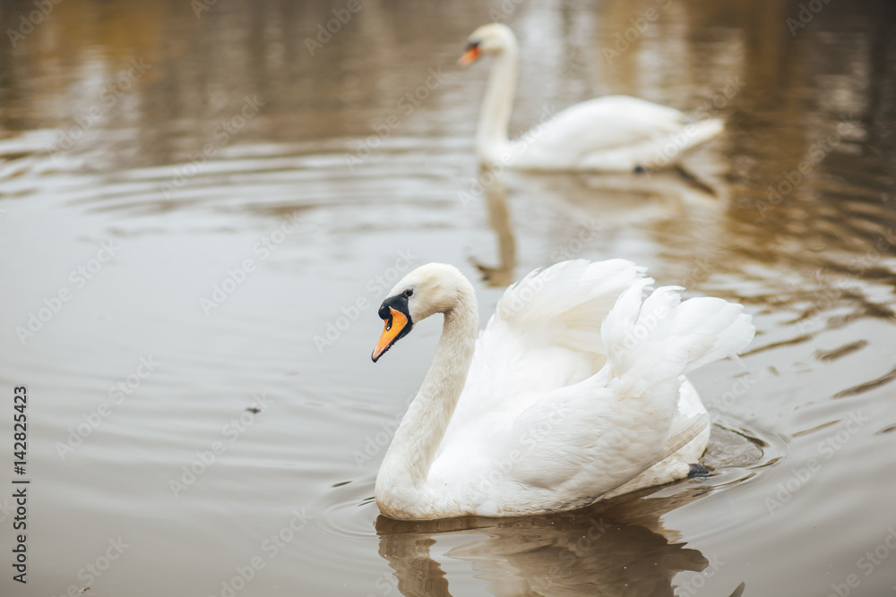 A pair of beautiful white swans floating in the lake A pair of beautiful white swans floating in the lake