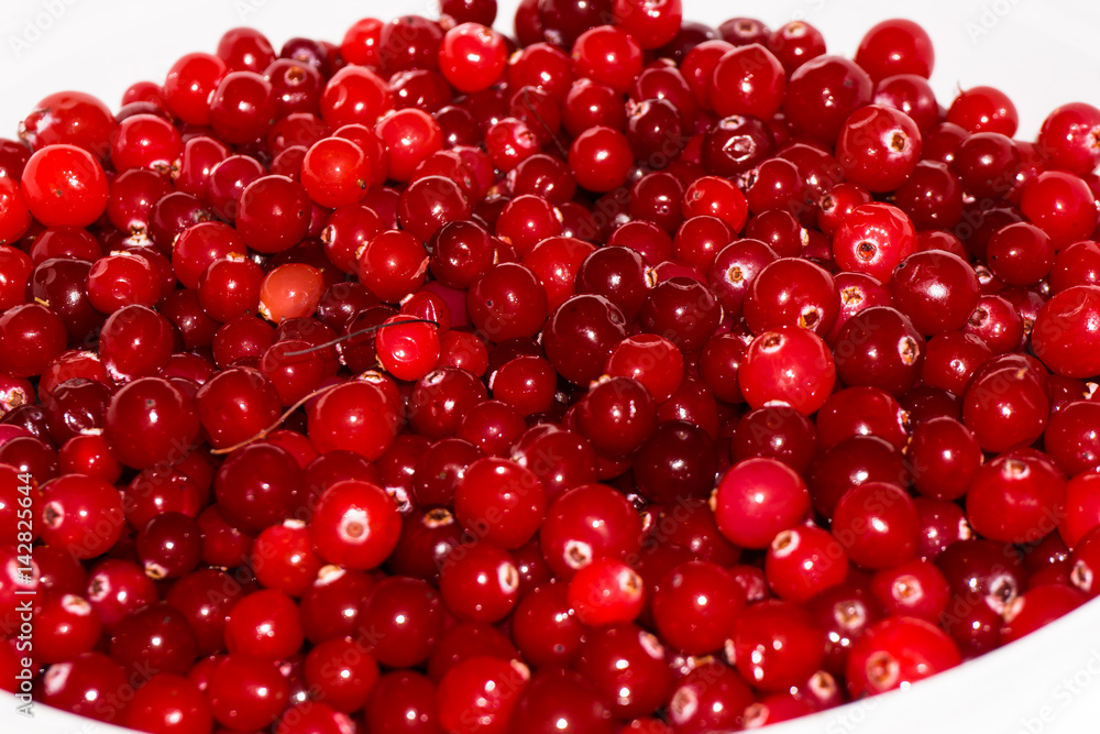 red ripe cranberries.view background red ripe cranberries.view background