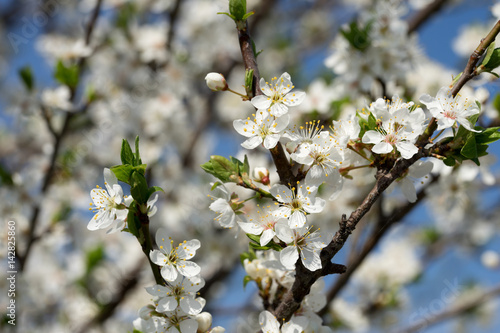 Apfelbaum / blühender Apfelbaum im Frühling