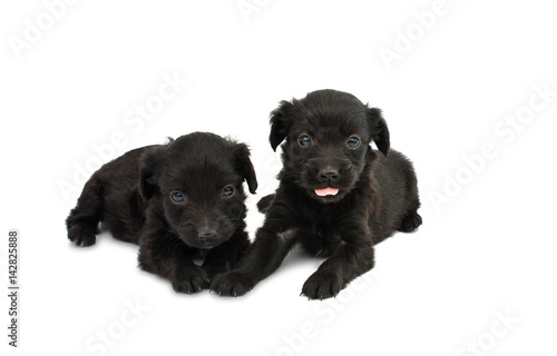 Black puppy isolated