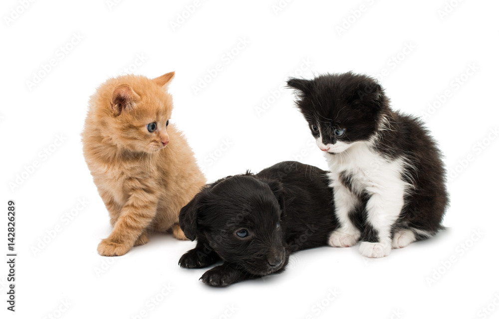 Little kitten and puppy isolated