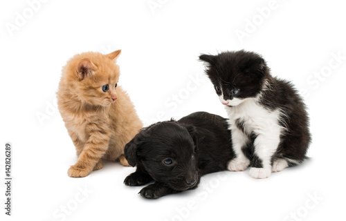 Fototapeta Naklejka Na Ścianę i Meble -  Little kitten and puppy isolated