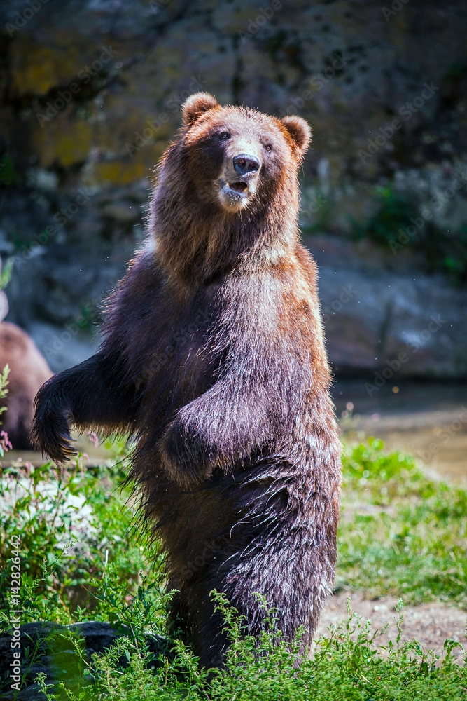 Fototapeta premium Standing bear