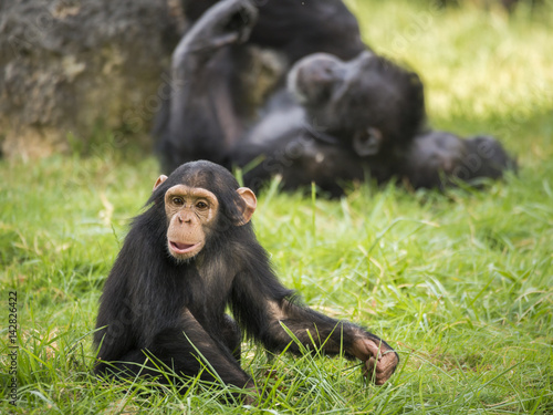Chimpanzé juvénile