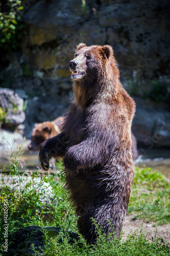 фотографія Standing bear