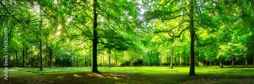 Obraz krajobraz zielonego lasu, panorama w lecie