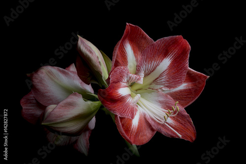 amaryllis