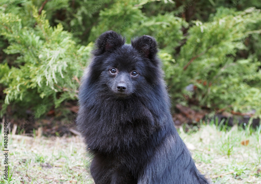 Portrait of breed German spitz-dog