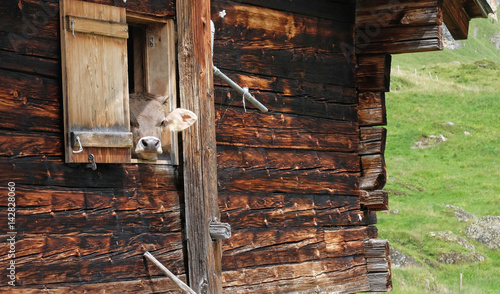 Kuh guckt aus Stallfenster photo