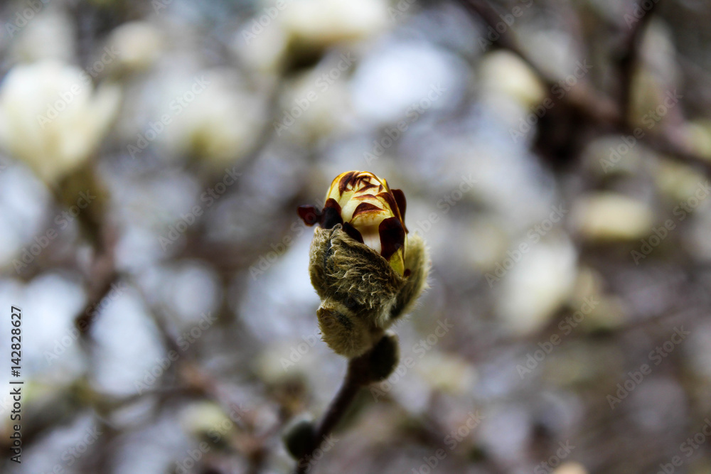 Obraz premium Flower bud