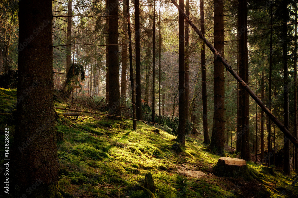 Naklejka premium Magical morning sunlight in a forest in Baden-Wuerttemberg, Germany.