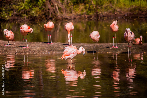 Flamingoes in the water