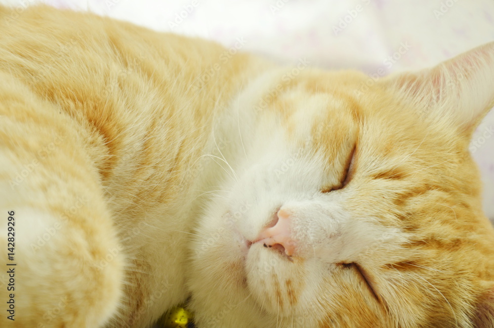 Fototapeta premium ginger cat face portrait sleeping in home