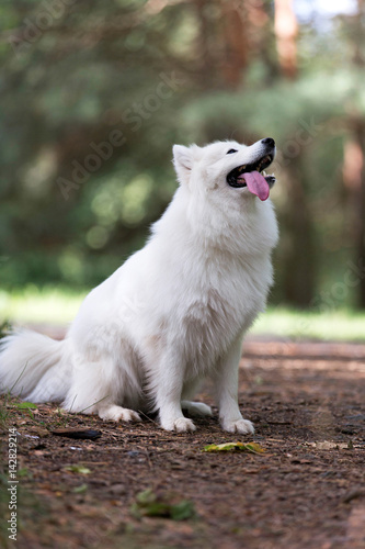 Portrait of a beautiful sitting Samoyed dog