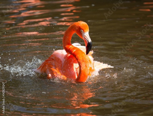 Vivid coloured flamingo. photo