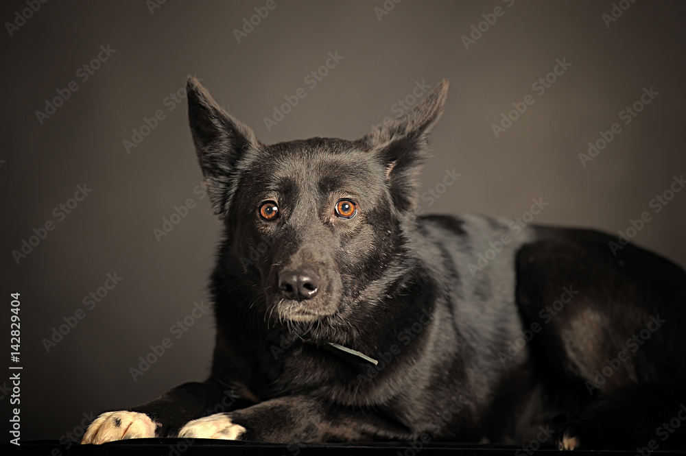Black dog on gray background