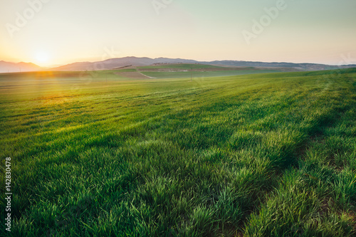Beautiful sunrise over a wheat field