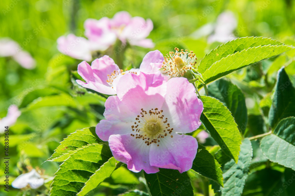 Obraz premium Pink flowers