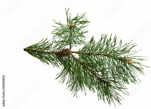 Branch of pine with cones isolated