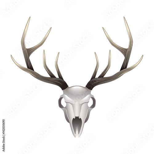 Deer skull front view isolated vector