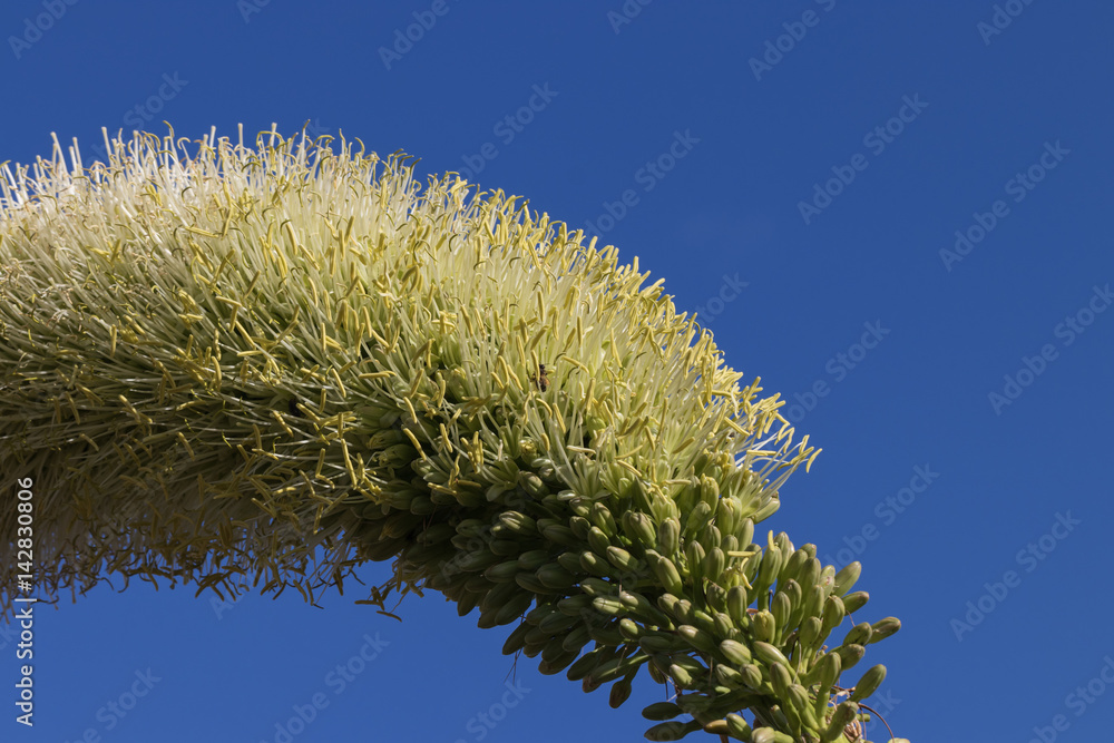 Fototapeta premium Agave auf Madeira, Makro