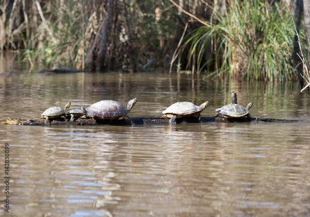 Fototapeta premium Turtles in a row