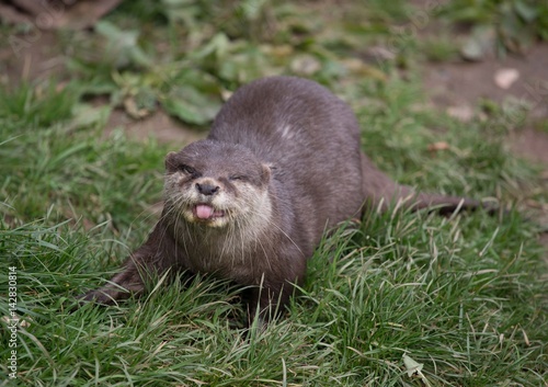 otter sticking tongue out.