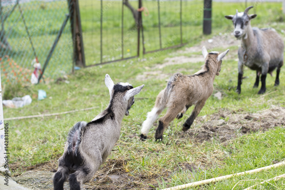Obraz premium Goats
