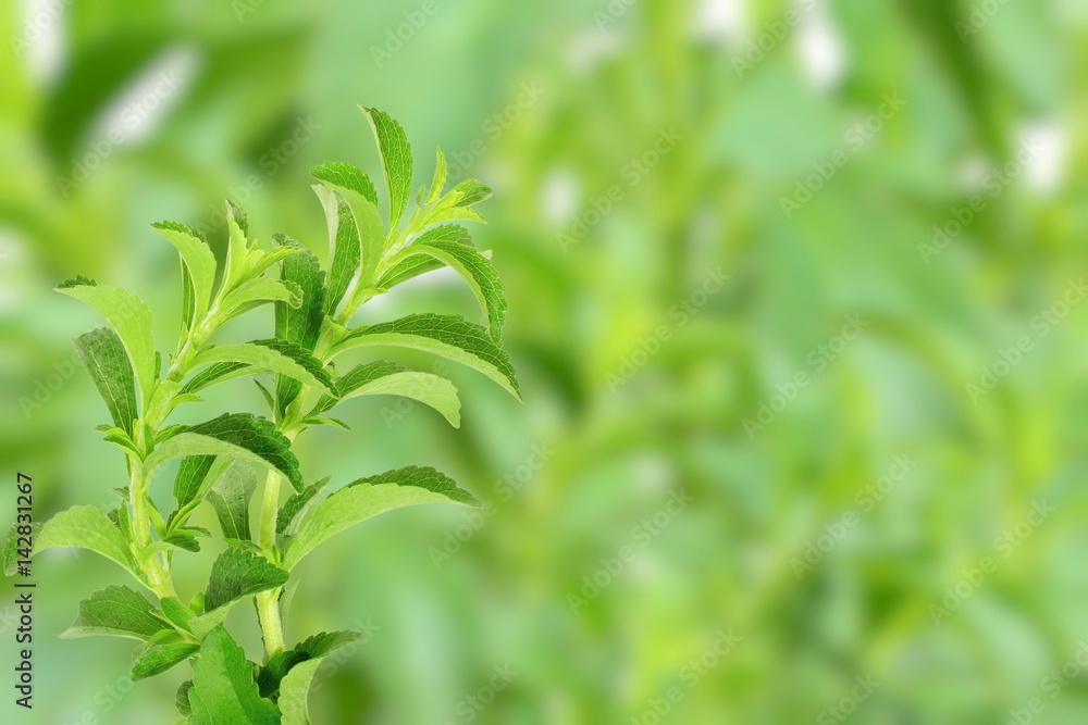 sugar substitute Stevia plant on unfocus background sugar substitute Stevia plant on unfocus background