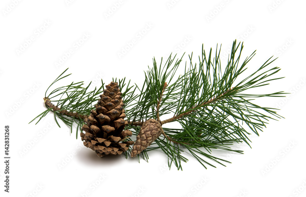 Branch of pine with cones isolated Branch of pine with cones isolated