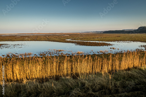 Reeds and reedbeds in Norfolk on a winter afternoon