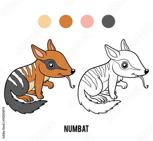 Coloring book, Numbat