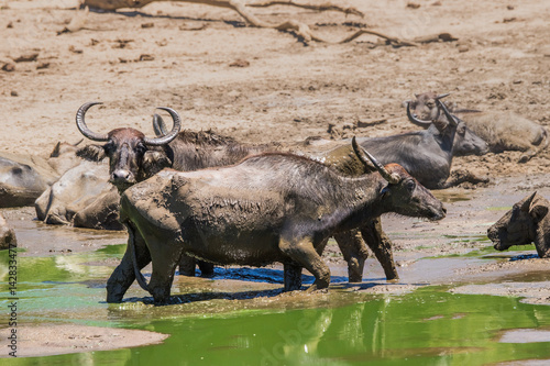 A herd of wild asian buffalo  Bubalus arnee  in water pond. Uda walawe national park  Sri Lanka.