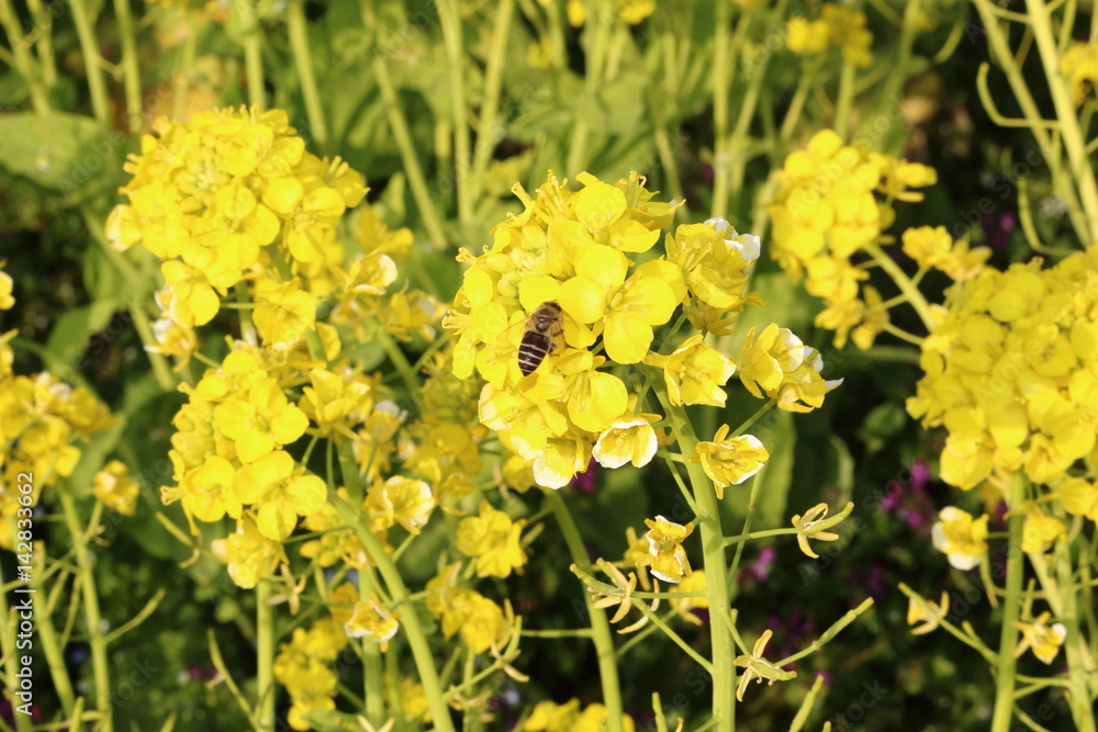 Obraz premium 菜の花と蜂