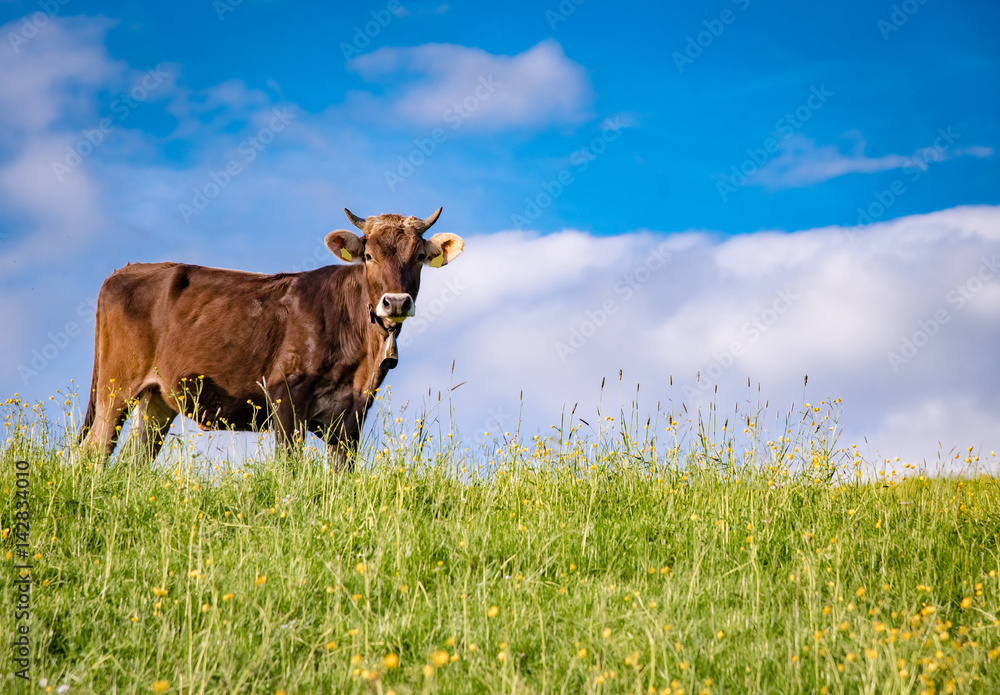 Braunvieh Rind stehen auf einer Bergwiese im Sonnenlicht Braunvieh Rind stehen auf einer Bergwiese im Sonnenlicht