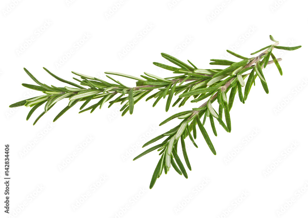 Two sprig of rosemary isolated on white background Two sprig of rosemary isolated on white background