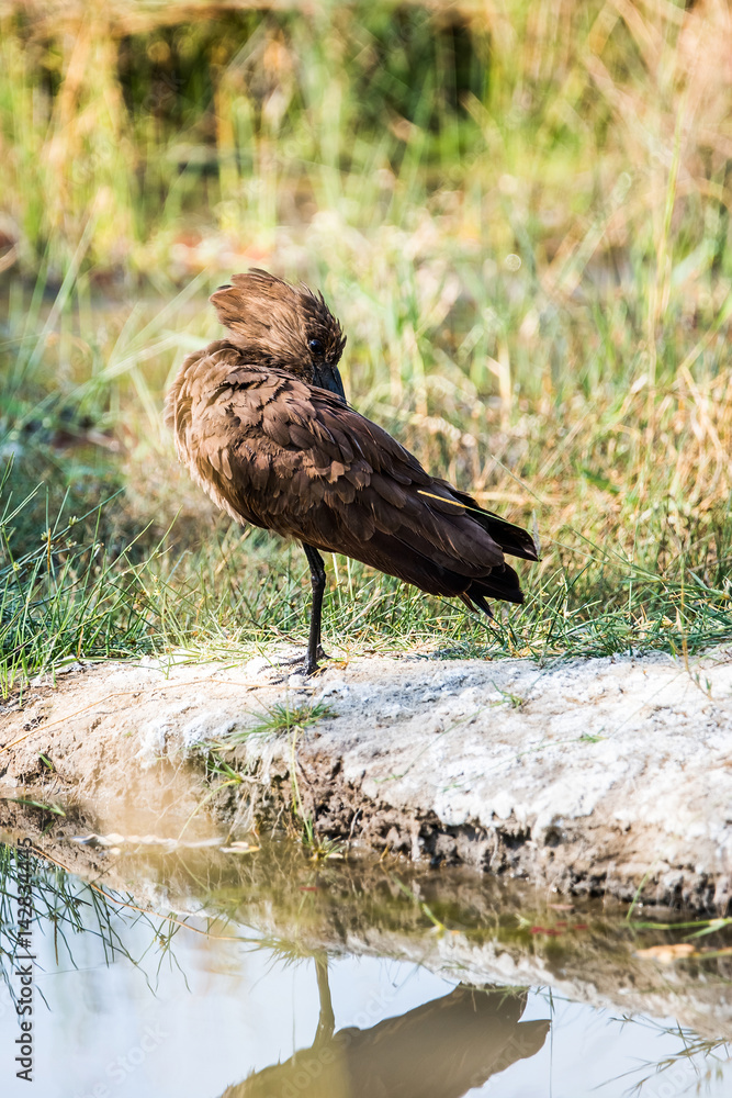 Fototapeta premium Hamerkop (Scopus umbretta) standing next to a small pool of water in Moremi game reserve national park. Botswana, Africa.