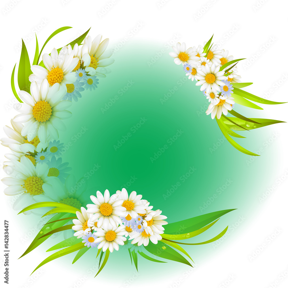 White daisies background White daisies background