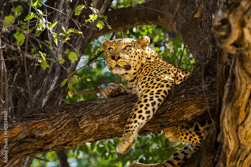 Leopard in tree. Okavango delta  Moremi game reserve  Botswana