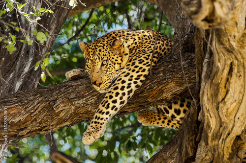 Leopard in tree. Okavango delta  Moremi game reserve  Botswana