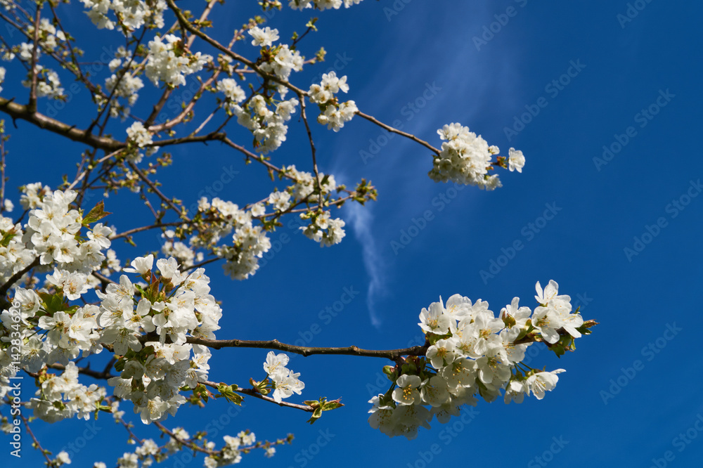 Blooming cherry tree in spring on a blue sky background (Prunus avium) Blooming cherry tree in spring on a blue sky background (Prunus avium)