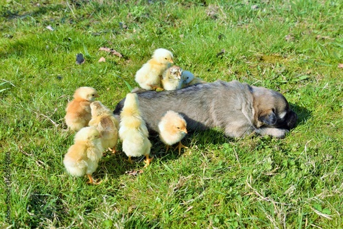 Puppies and baby chicken standing together