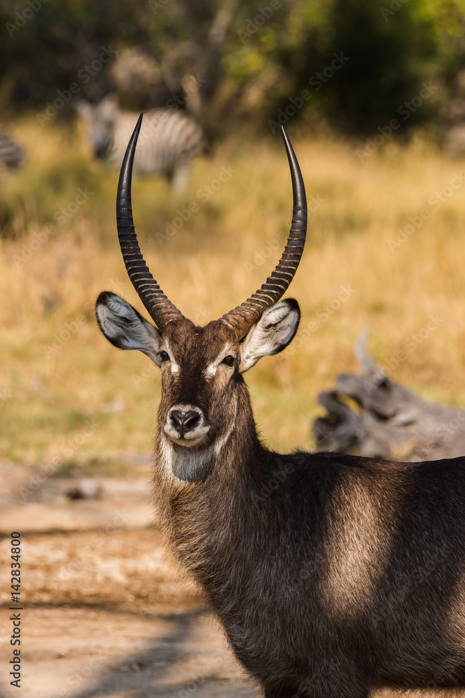 Closeup of waterbuck (kobus ellipsiprymnus) antelope with shaggy fur and large curved horns Closeup of waterbuck (kobus ellipsiprymnus) antelope with shaggy fur and large curved horns