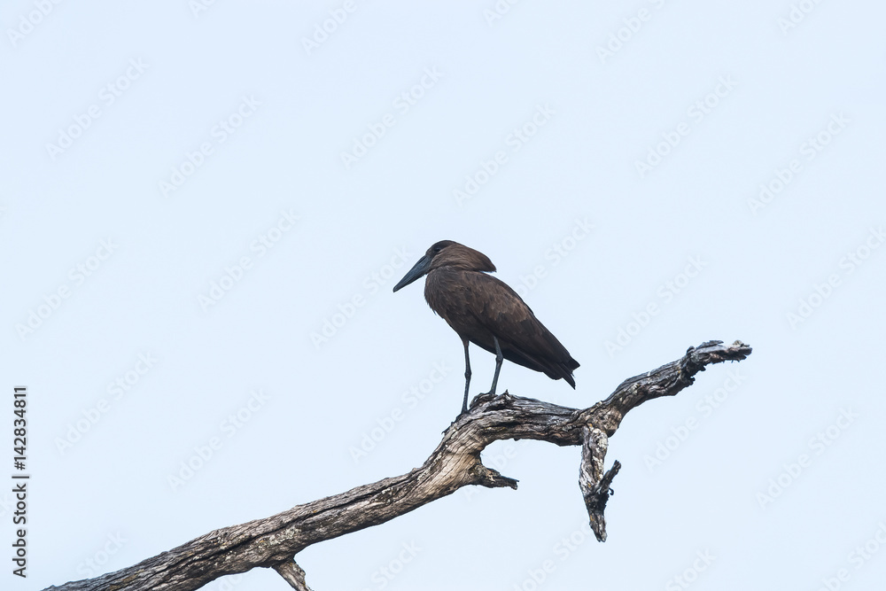 Hamerkop (Scopus umbretta) perched on the tree branch in Moremi game reserve national park. Botswana, Africa. Hamerkop (Scopus umbretta) perched on the tree branch in Moremi game reserve national park. Botswana, Africa.