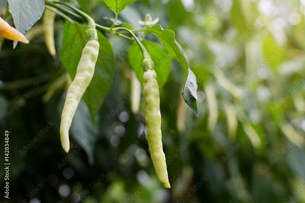 Green fresh hot chili on tree, closeup focus. Green fresh hot chili on tree, closeup focus.