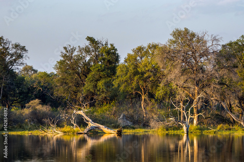 Картината върху платно Okavango swamps at sunset